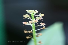 Liparis nervosa